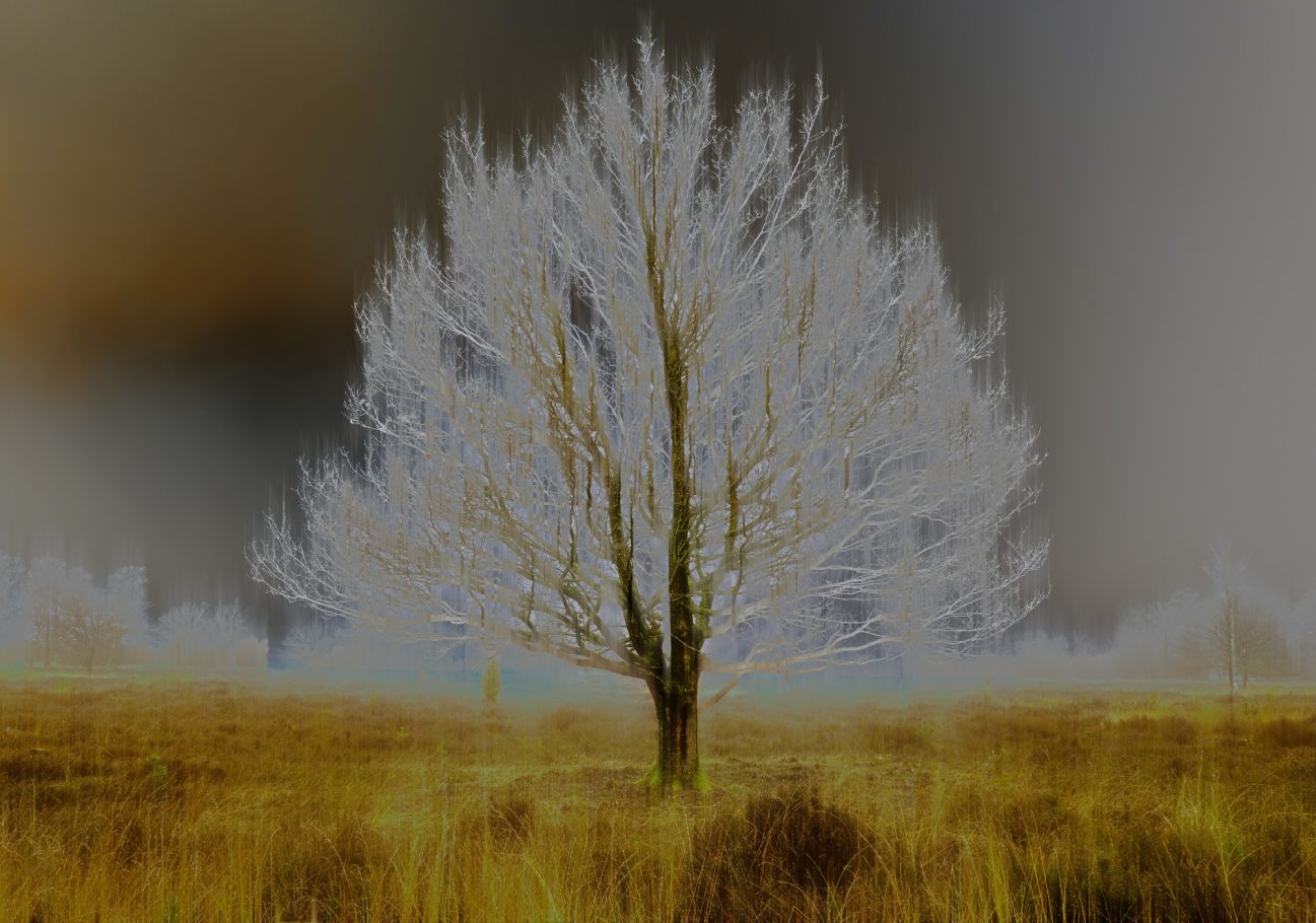 Geisterbaum im Elmpter Bruch