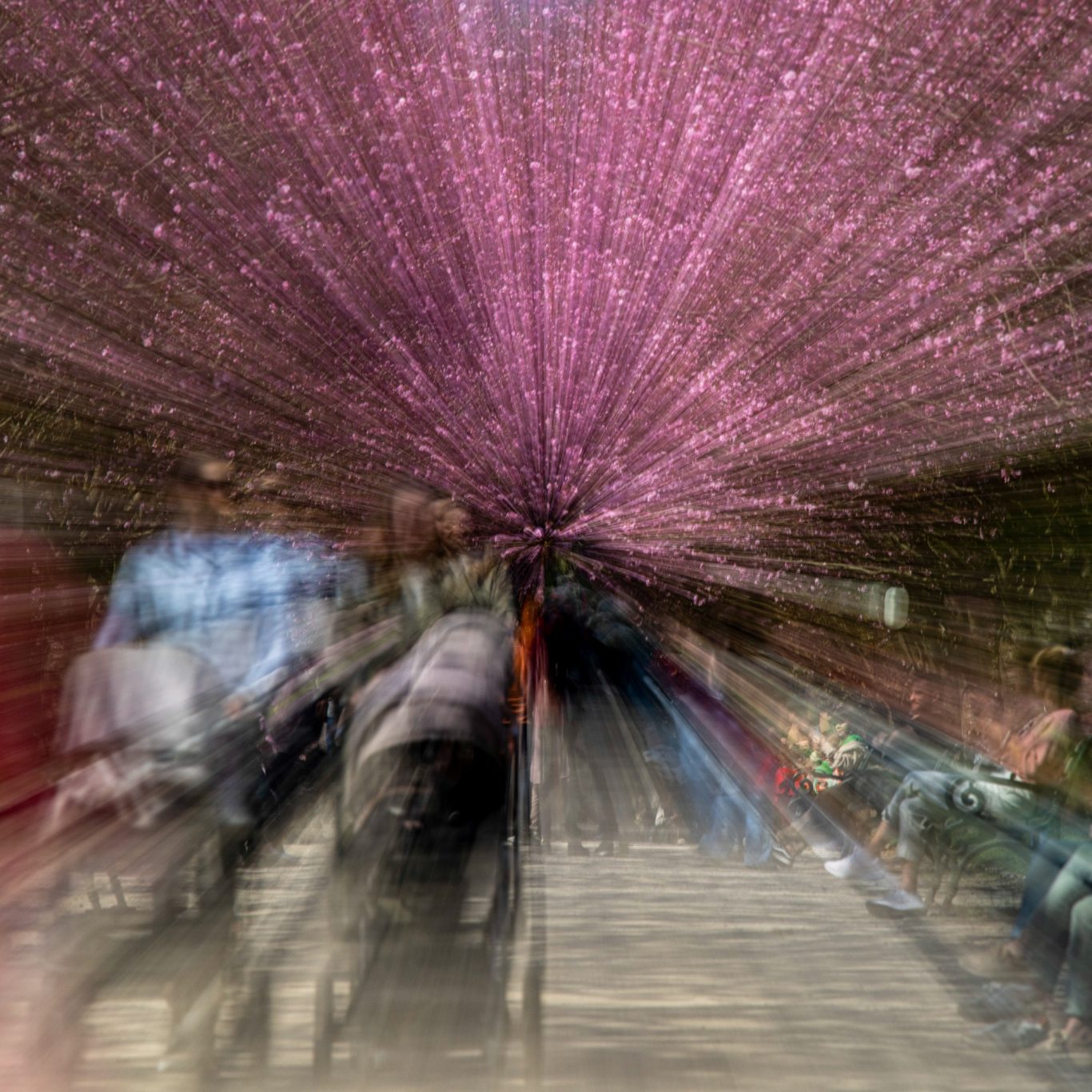 Spaziergang unterm Kirschblütendach