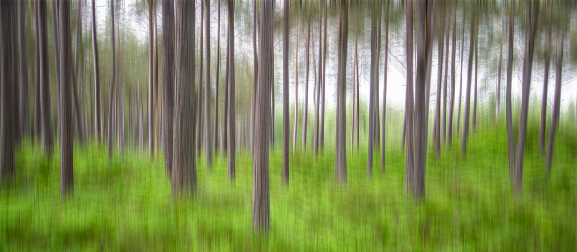 In den Wäldern von Schottland.