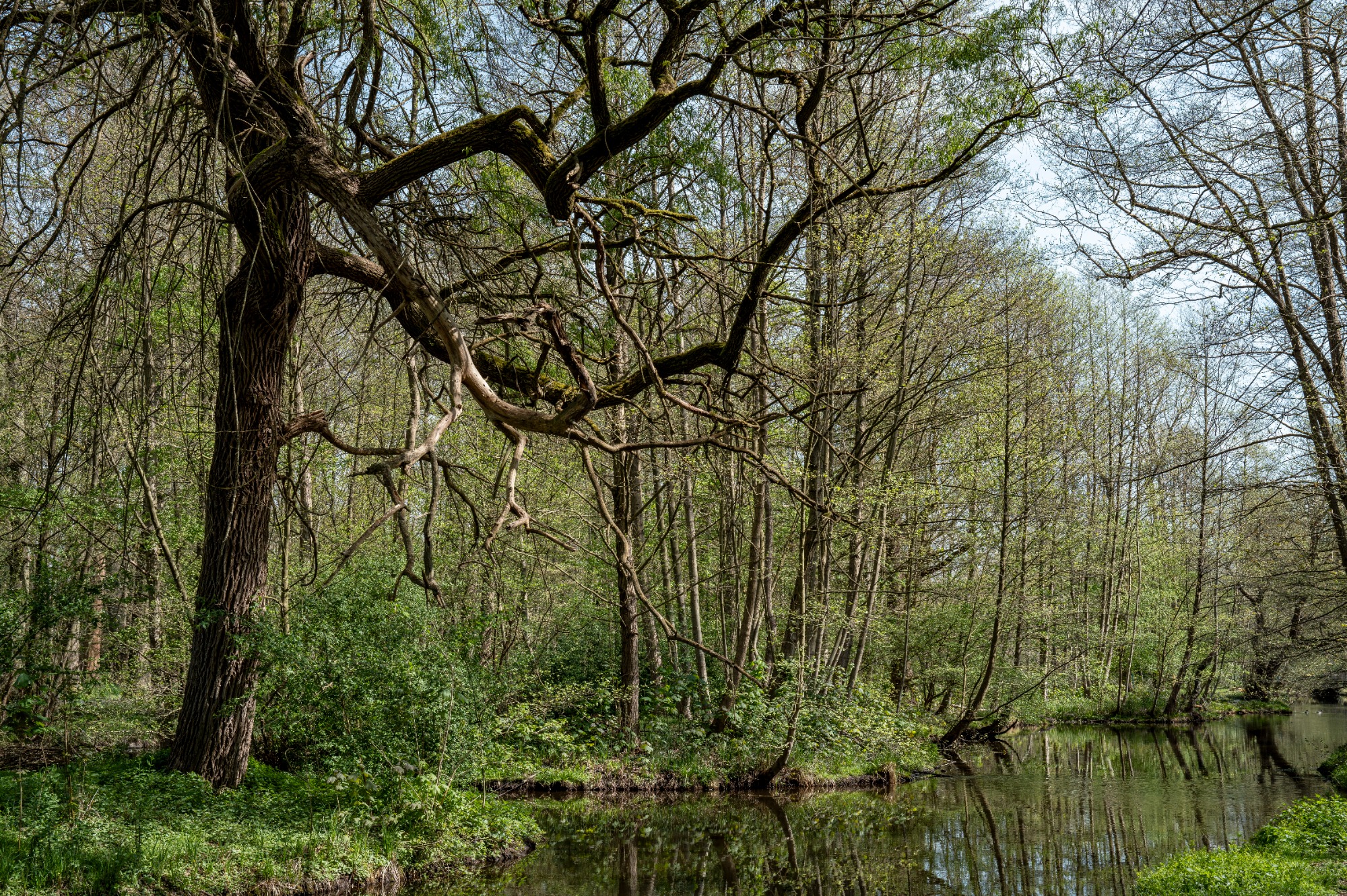 Frühlingserwachen an der Schwalm