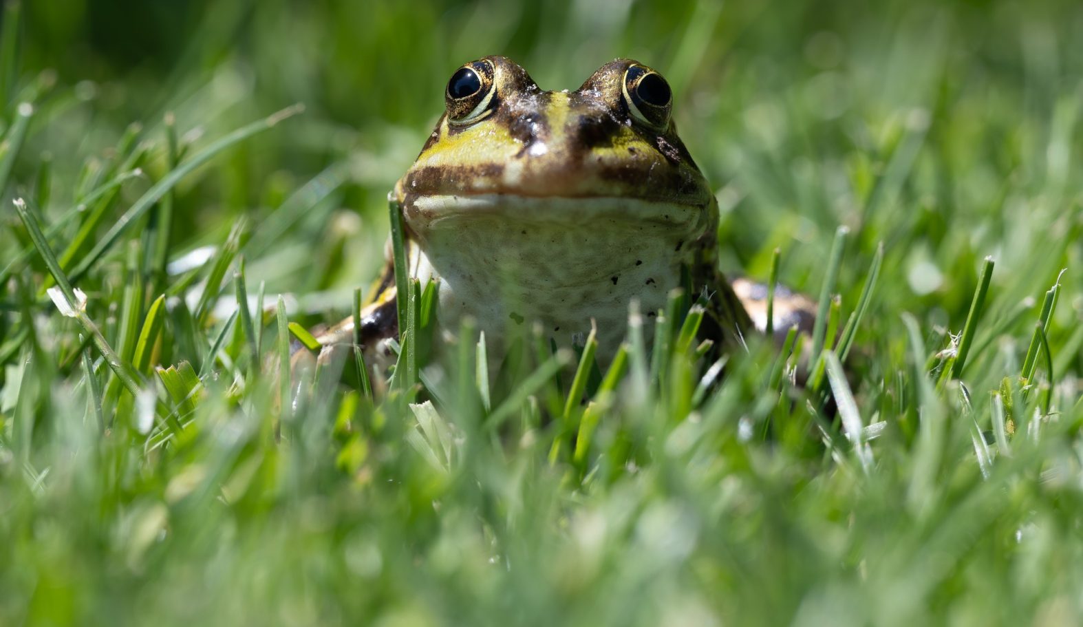 Der Frosch(könig)